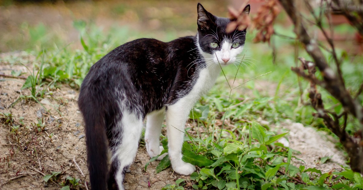 What You Should Know Before Adopting a Feral Cat
